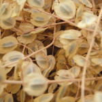 Winter annuals, such as stinkweed, need to be controlled
post-harvest.