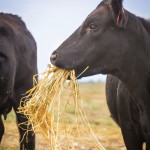Custom feeding may be the wise choice this year, but you still have to calculate
all the costs.