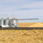 You need to find and identify pests in stored grain to determine
the right control method.
