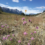 Spotted knapweed thrives in harsh conditions.