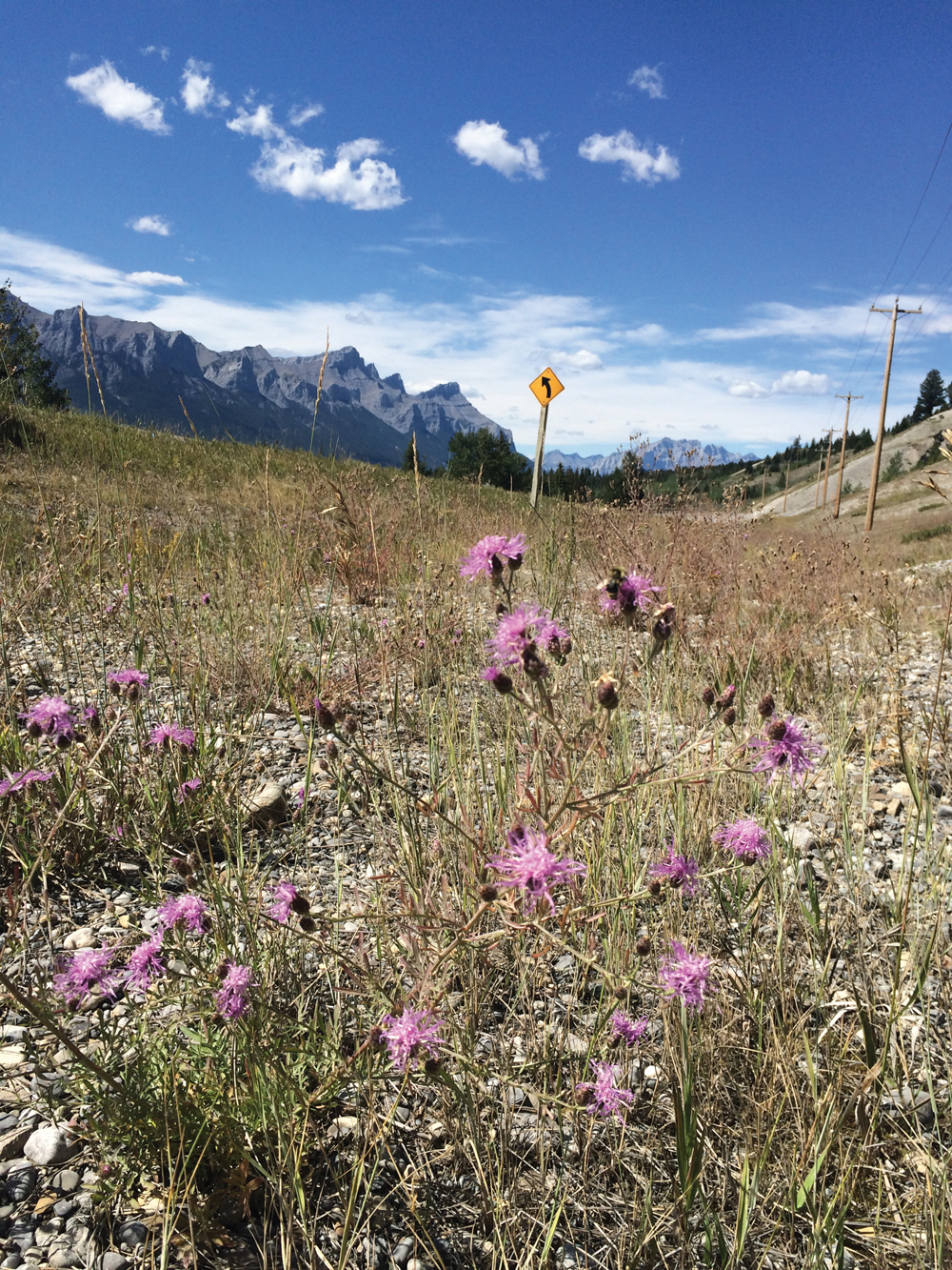 Spotted knapweed thrives in harsh conditions.