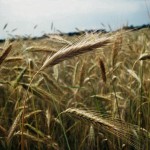 barley