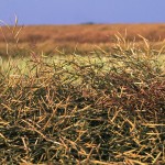 canola swath