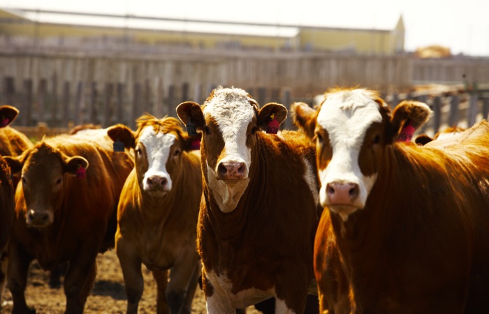 Albertans a big part of beef researcher mentorship project