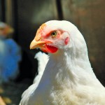 McDonald’s cage-free move gets thumbs down