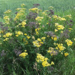 Pastures are vulnerable to common tansy, which can poison livestock.