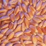 Wheat commission pricing website to roll out new features