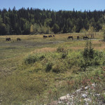 Understanding and controlling the risk of swamp fever