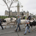Canadian dairy farmers protested against the Trans-Pacific Partnership in late September. Federal negotiators agreed to increase foreign access to Canadian dairy markets to 3.25 per cent, but Ottawa will set up a $4.3-billion fund to compensate farmers and processors who are negatively affected.