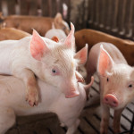 Biosecurity proves its worth in PEDv fight