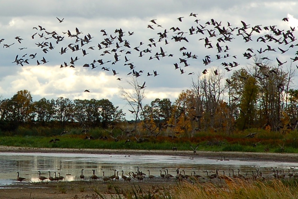 Fall migration brings threat of avian flu
