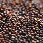 As the temperatures fall, the chance of spoilage goes up if you’re not keeping a close eye on canola in the bin.