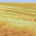 Alberta producers in the final stages of harvest