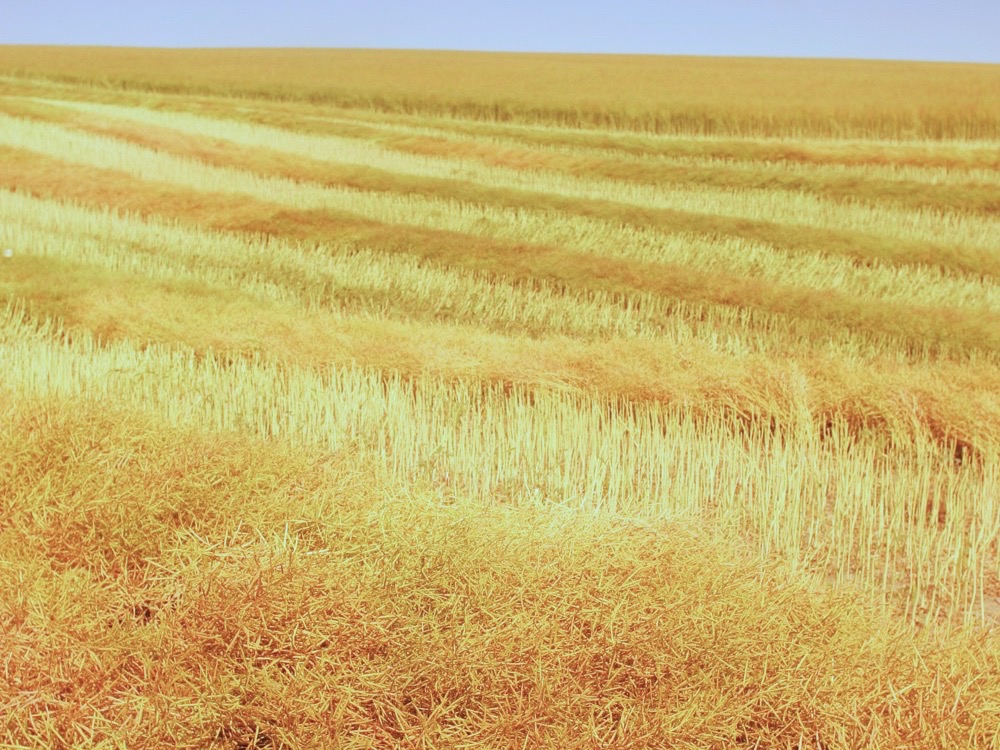Alberta producers in the final stages of harvest