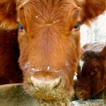 cows eating pellets- Glen Nicoll 050120.11 Eating her way into herd longevity is much easier when the right stuff is in the ration. For most operations that late winter feeding period is the most crucial for reproductive efficiency in the beef cow herd.