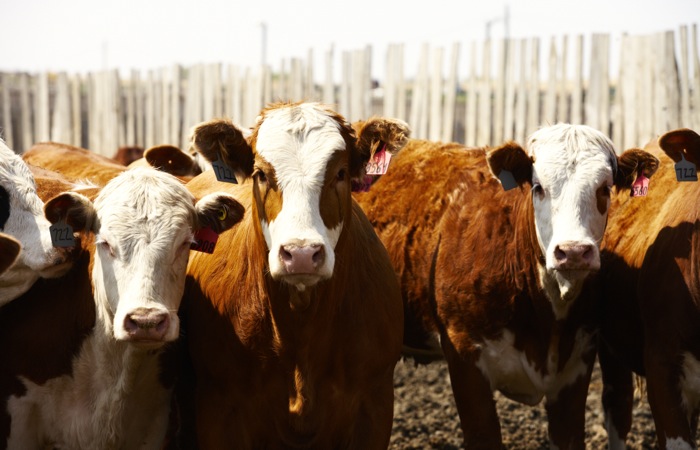 Capturing value through livestock innovation