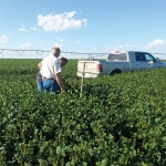 Gerald Anderson (on left) and Tilley producer Patrick Fabian, a pedigreed soybean seed producer, check an irrigated soybean field this year. The field’s owner was growing soybeans for the first time and produced a crop in the 60-bushel range.