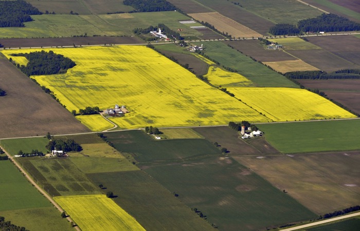 Canola Field aerial