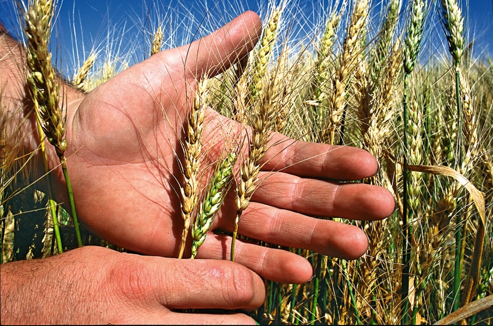 Fusarium graminearum survey underway