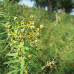 Leafy spurge is tough to control once established.