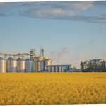 Cargill’s new facility near Camrose, which opened this summer, is the province’s newest canola-crushing plant. But more could be on the way.