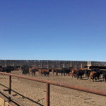Elise and Kelly Walker have a cow-calf herd, a backgrounding business, and this small feedlot near Milk River.