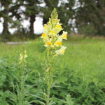 Dense patches of yellow toadflax will crowd out other vegetation.