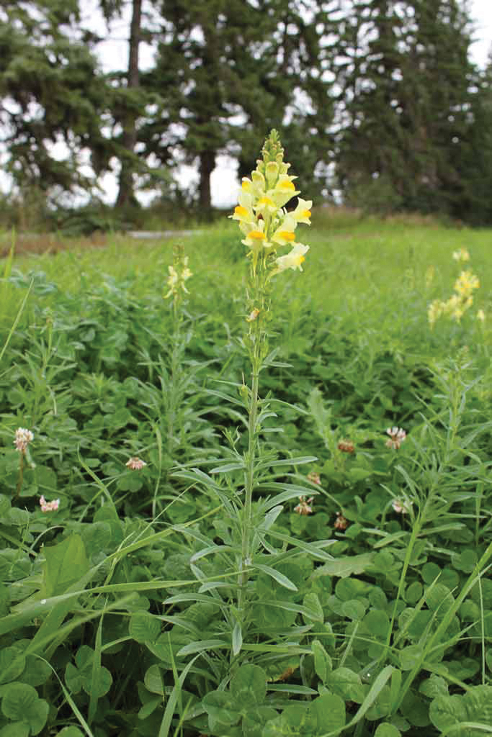 Dense patches of yellow toadflax will crowd out other vegetation.