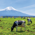 Since Japan buys 150,000 tonnes of Canadian barley yearly,
eliminating the country’s $113-per-tonne tariff would boost
its value by nearly $17 million.