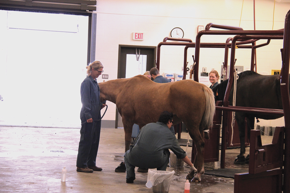 Vet students at the University of Calgary assess a horse for lameness.