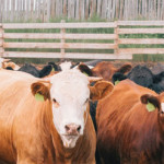 What’s new at Farmfair this year