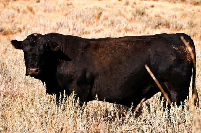 Angus bull standing in young sagebrush.