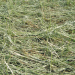 Hail damage