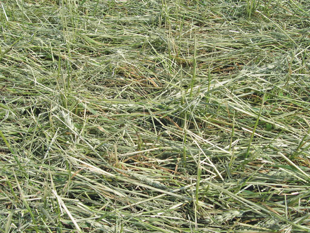 Hail damage
