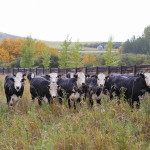 The Hays converter cattle herd, created by crossbreeding in the 1950s is being donated to the University of Alberta, where it will be studied using genomic research techniques.