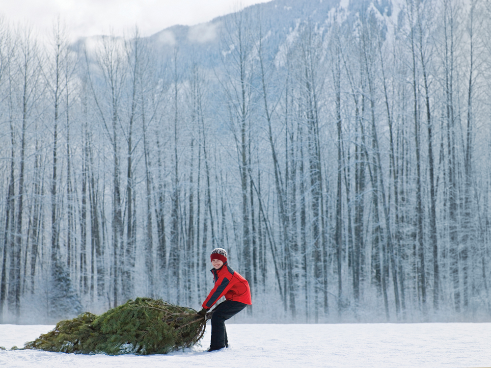 Boy Dragging Christmas Tree