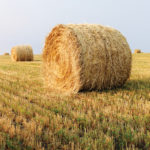 Hay buyers should compare the price of a bale versus the cost savings of the crop out in the field.