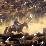 The U.S. herd will be up 3.5 million head by next year — an increase equal to the entire Western Canada herd — and that will ‘drive the boat’ on prices.