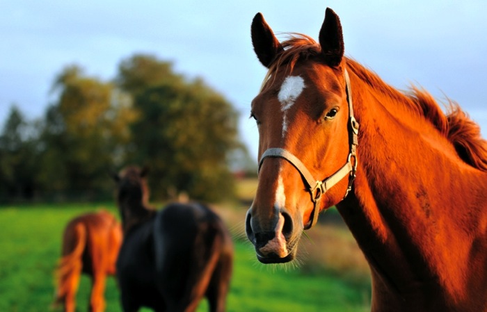 horses