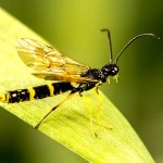 Wheat stem sawfly
