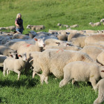 Producers like Lorna Gibson can’t keep up with growing Canadian demand for lamb.