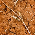 Agriculture is responding to climate change
