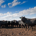 Numerous studies have found there are no health risks from using hormones as growth promotants in cattle,
says Reynold Bergen of the Beef Cattle Research Council.