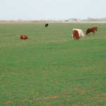 cattle grazing