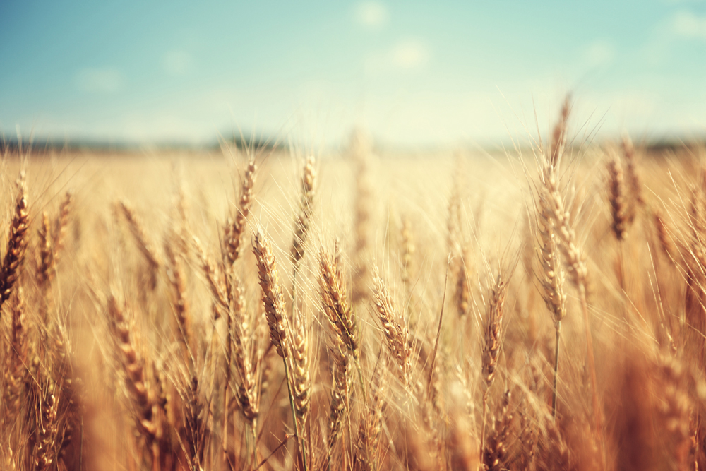 Farm business experts are always saying, ‘Know your cost of production.’ But this year, ignoring that advice could quickly get you into the red.