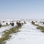 If you’re swath grazing, spending a little more to get higher yield will actually lower your costs, says Vern Baron.