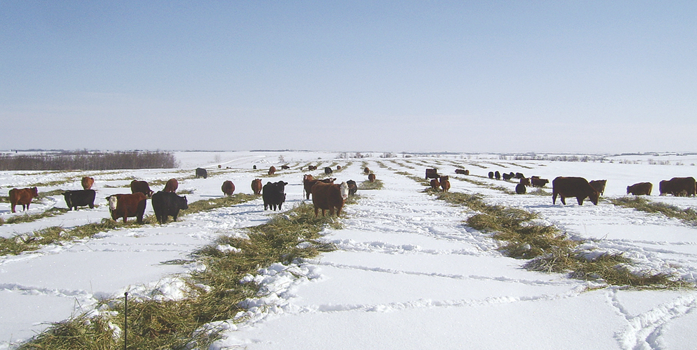 If you’re swath grazing, spending a little more to get higher yield will actually lower your costs, says Vern Baron.