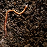 Earthworm
