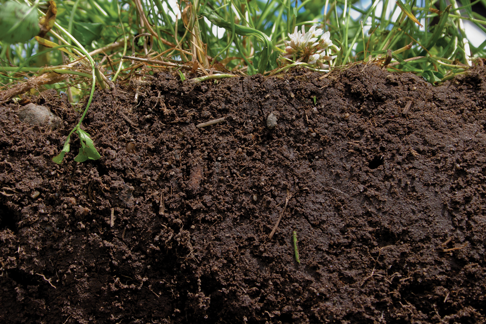 The rich, deep colour of this soil indicates exactly what healthy  soil looks like.