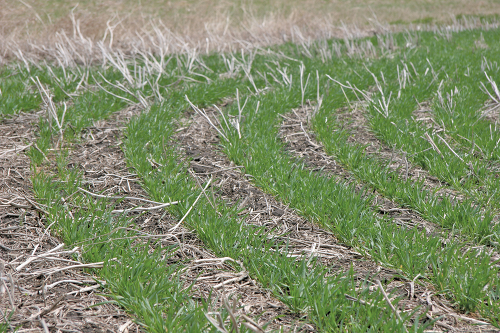 Western Winter Wheat Initiative gets $1-million boost